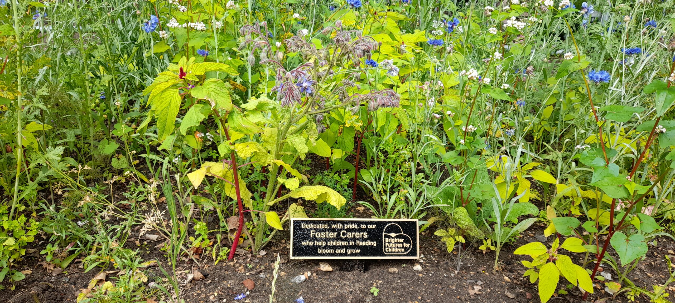 Our Forbury Gardens wildflower patch bursts into life Reading Fostering